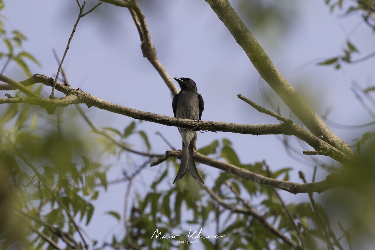 Drongo à ventre blanc - ML620744772