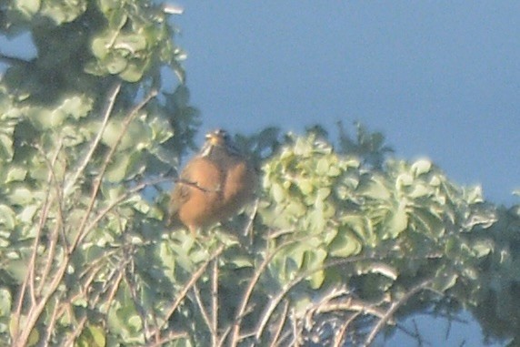 Cinnamon-breasted Bunting - ML620744773