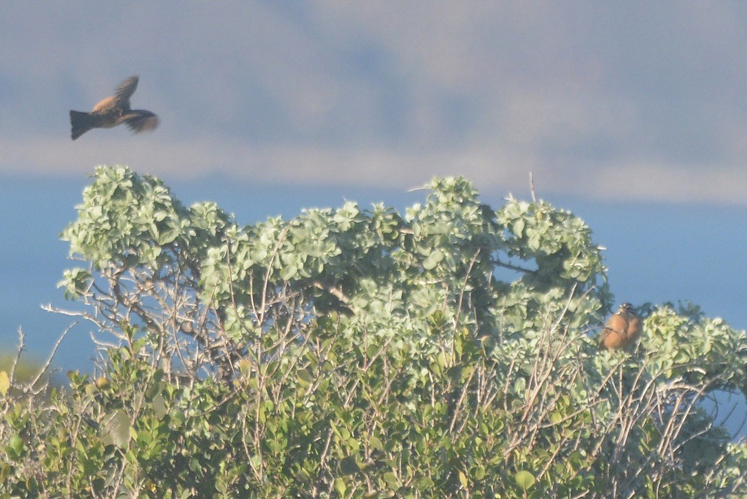 Cinnamon-breasted Bunting - ML620744774