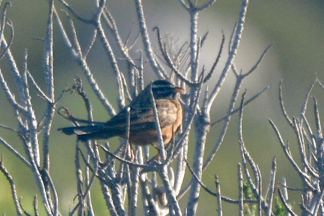 Cinnamon-breasted Bunting - ML620744775