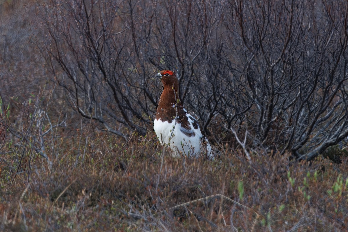 カラフトライチョウ - ML620744787