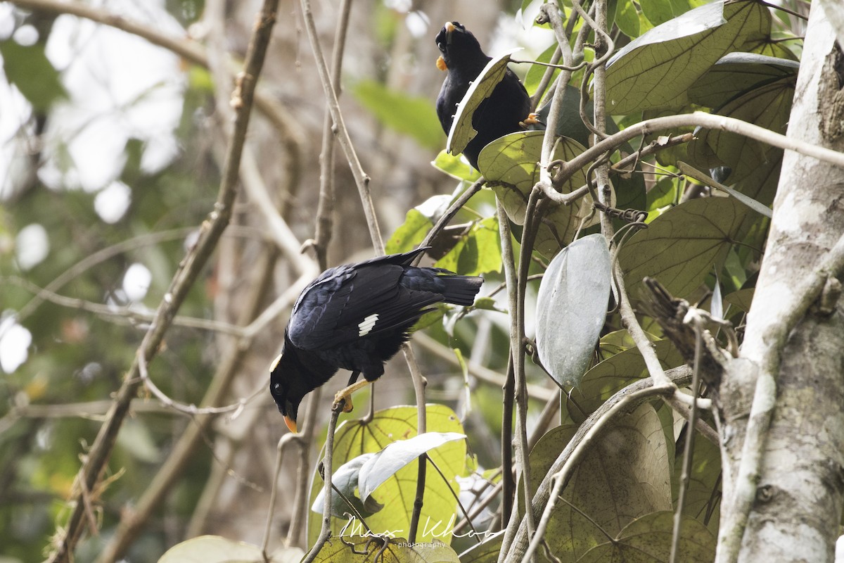 Sri Lanka Myna - ML620744788