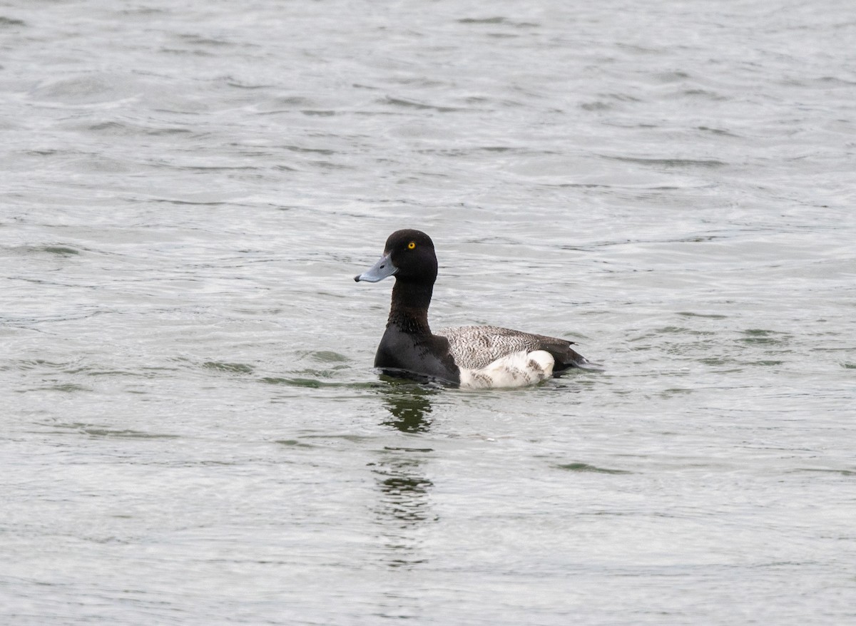 Lesser Scaup - ML620744809