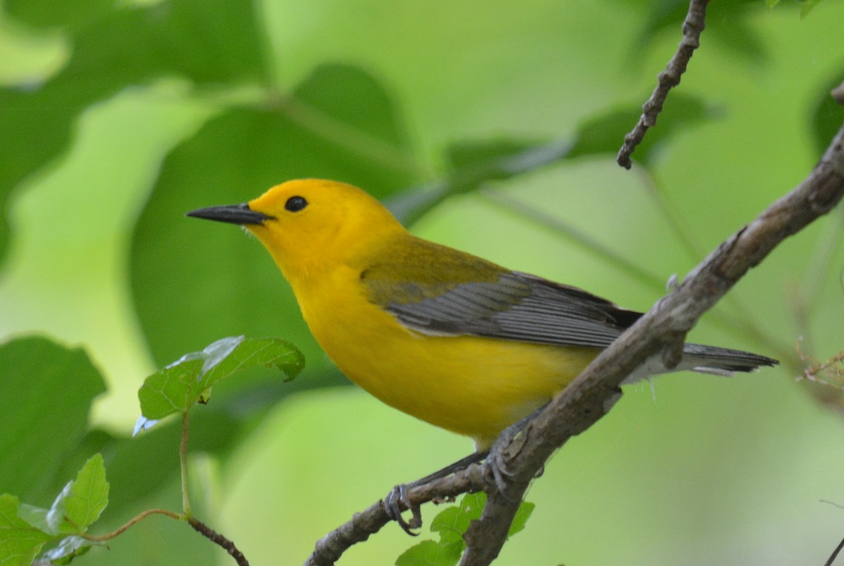 Prothonotary Warbler - ML620744814