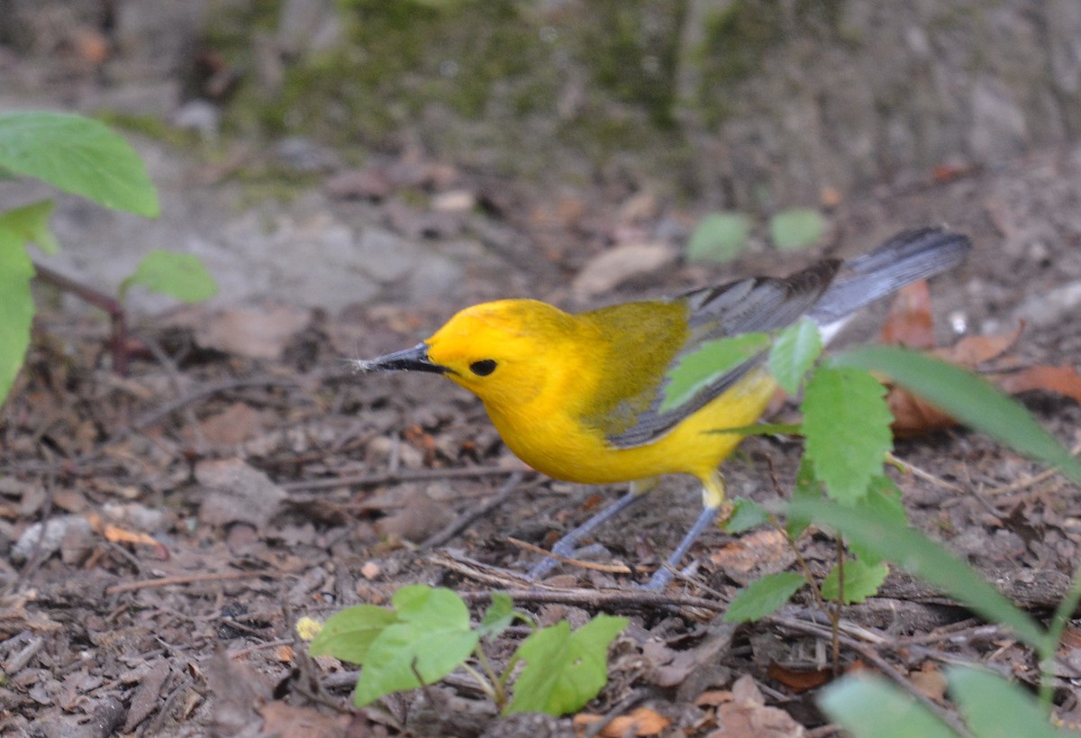 Prothonotary Warbler - ML620744815