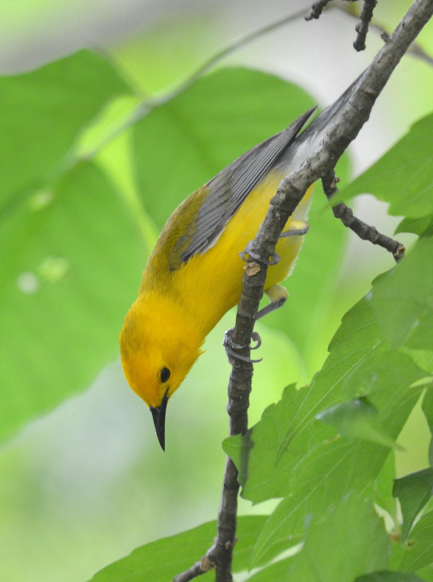 Prothonotary Warbler - ML620744816