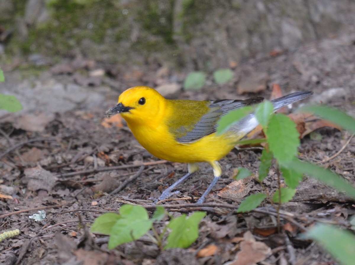 Prothonotary Warbler - ML620744817