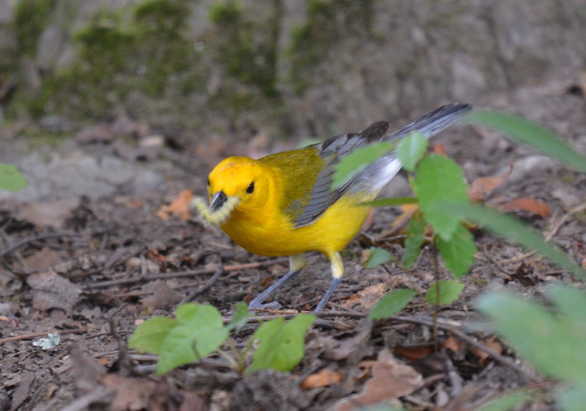 Prothonotary Warbler - ML620744818