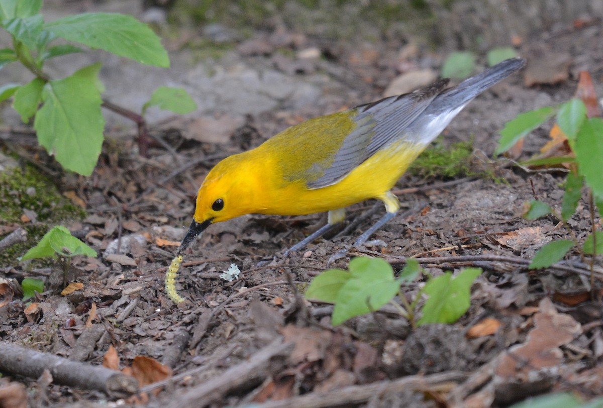 Prothonotary Warbler - ML620744819