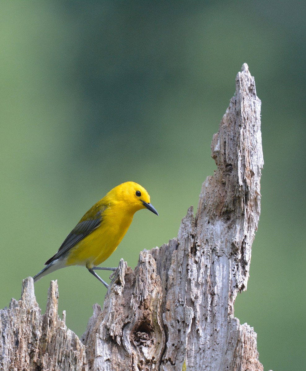 Prothonotary Warbler - ML620744820