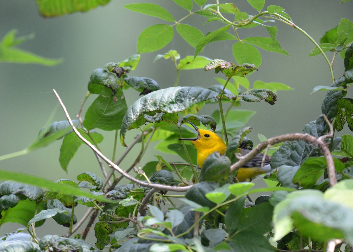 Prothonotary Warbler - Jay Wherley