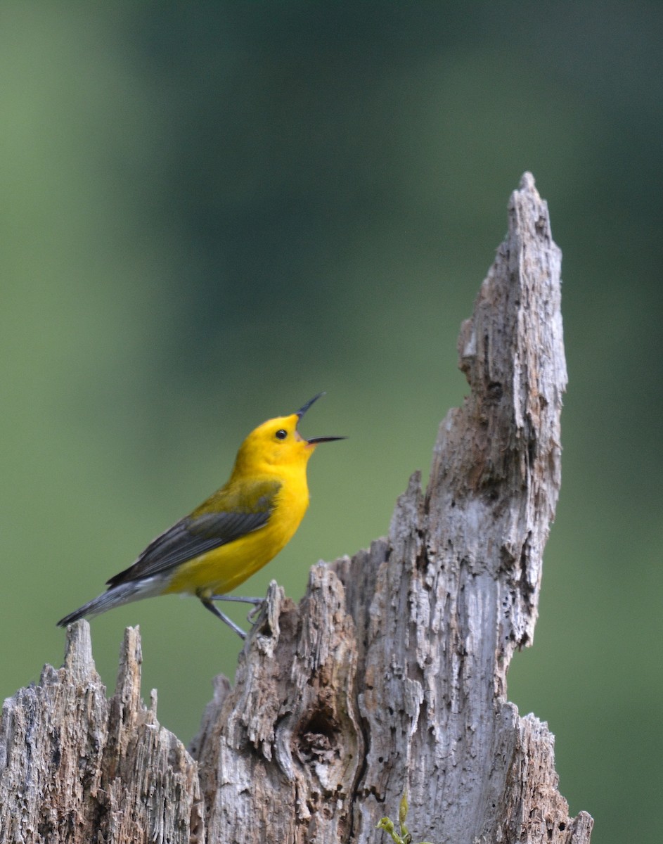 Prothonotary Warbler - ML620744822