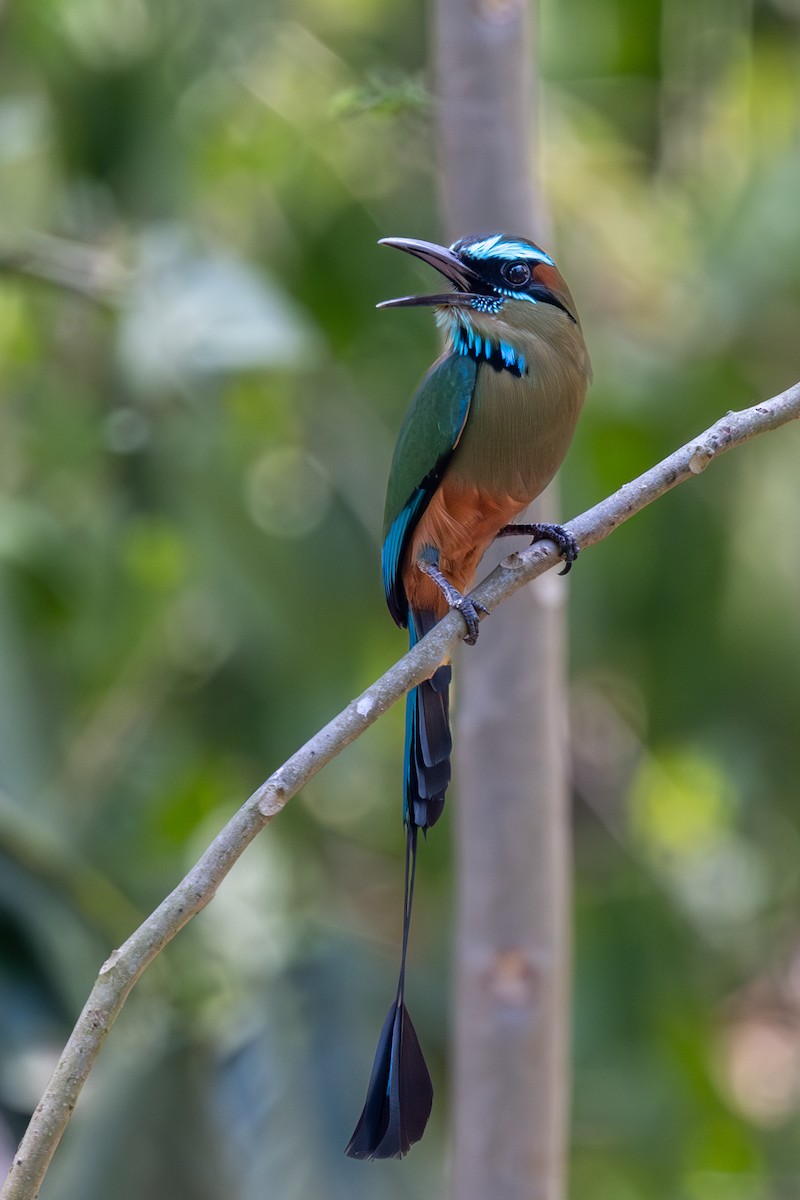 Turquoise-browed Motmot - ML620744823