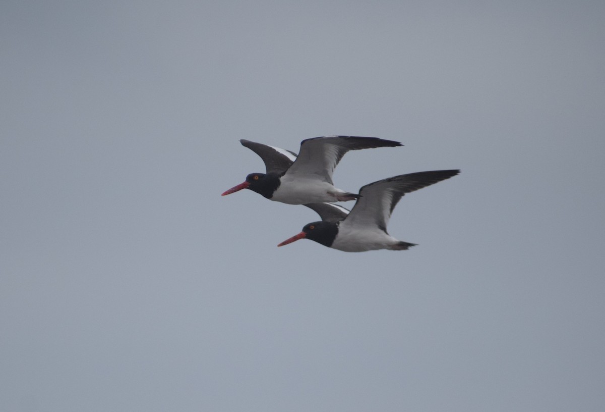 American Oystercatcher - ML620744824