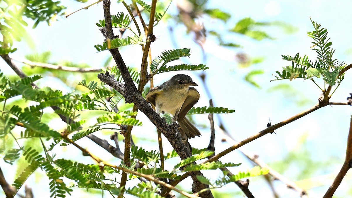 Braunaugenvireo - ML620744828