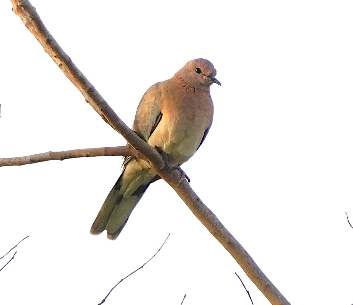 Laughing Dove - ML620744835