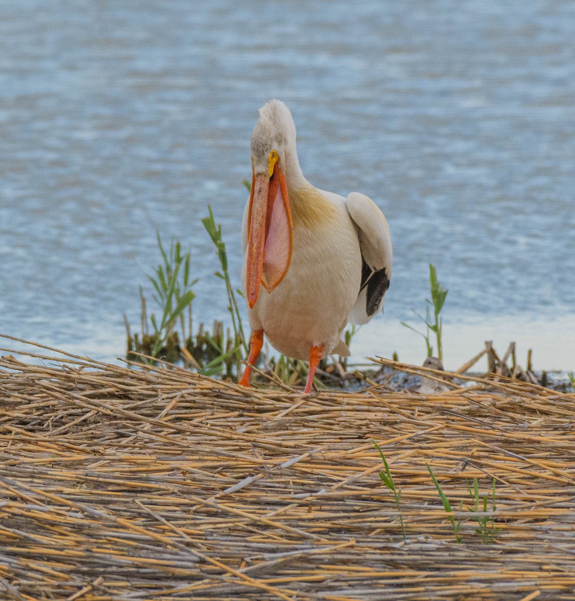 American White Pelican - ML620744841