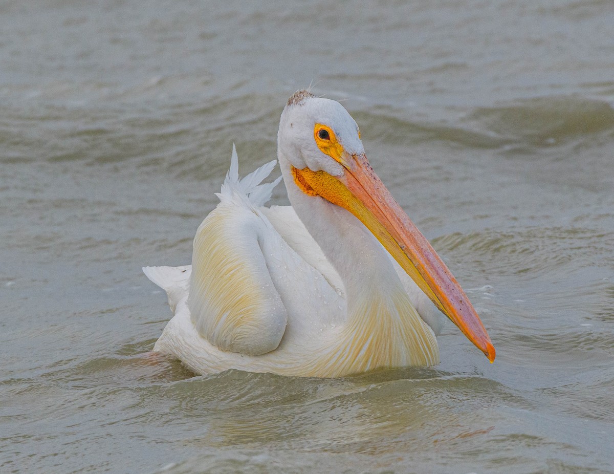 American White Pelican - ML620744843