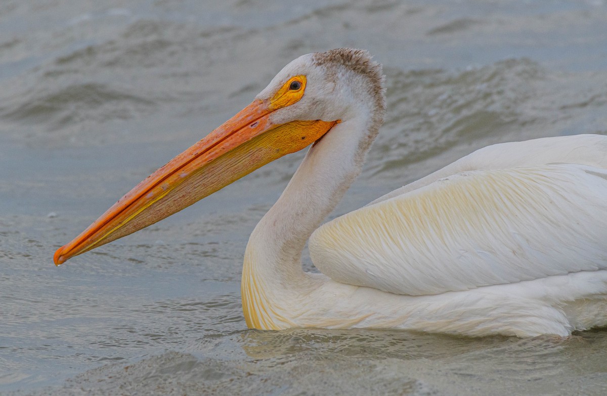 American White Pelican - ML620744844