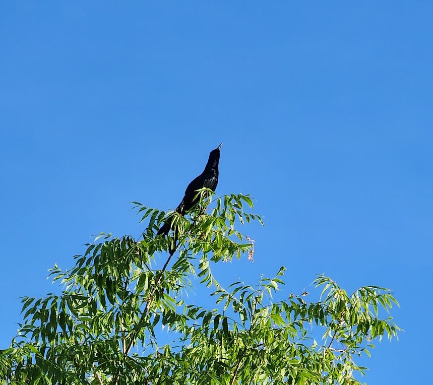 Great-tailed Grackle - ML620744846