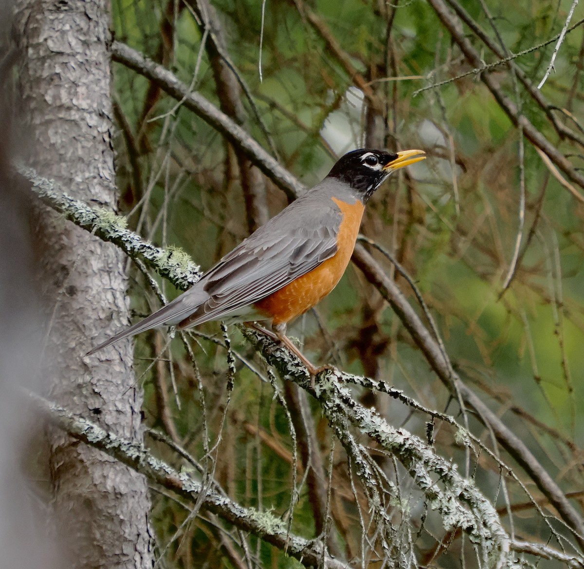 American Robin - ML620744847