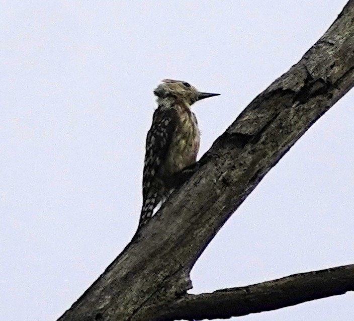 Yellow-crowned Woodpecker - ML620744853