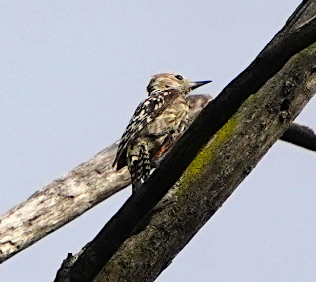 Yellow-crowned Woodpecker - ML620744857