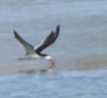 Black Skimmer - John McCallister