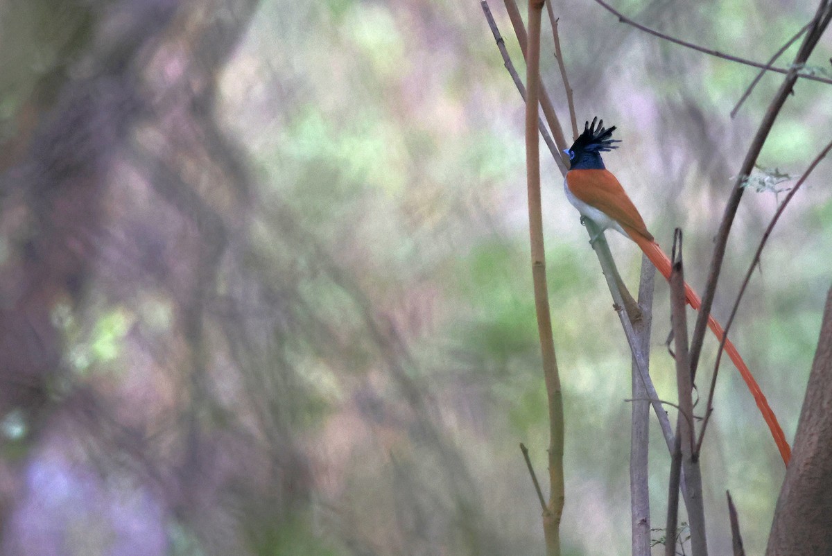 Indian Paradise-Flycatcher - ML620744873