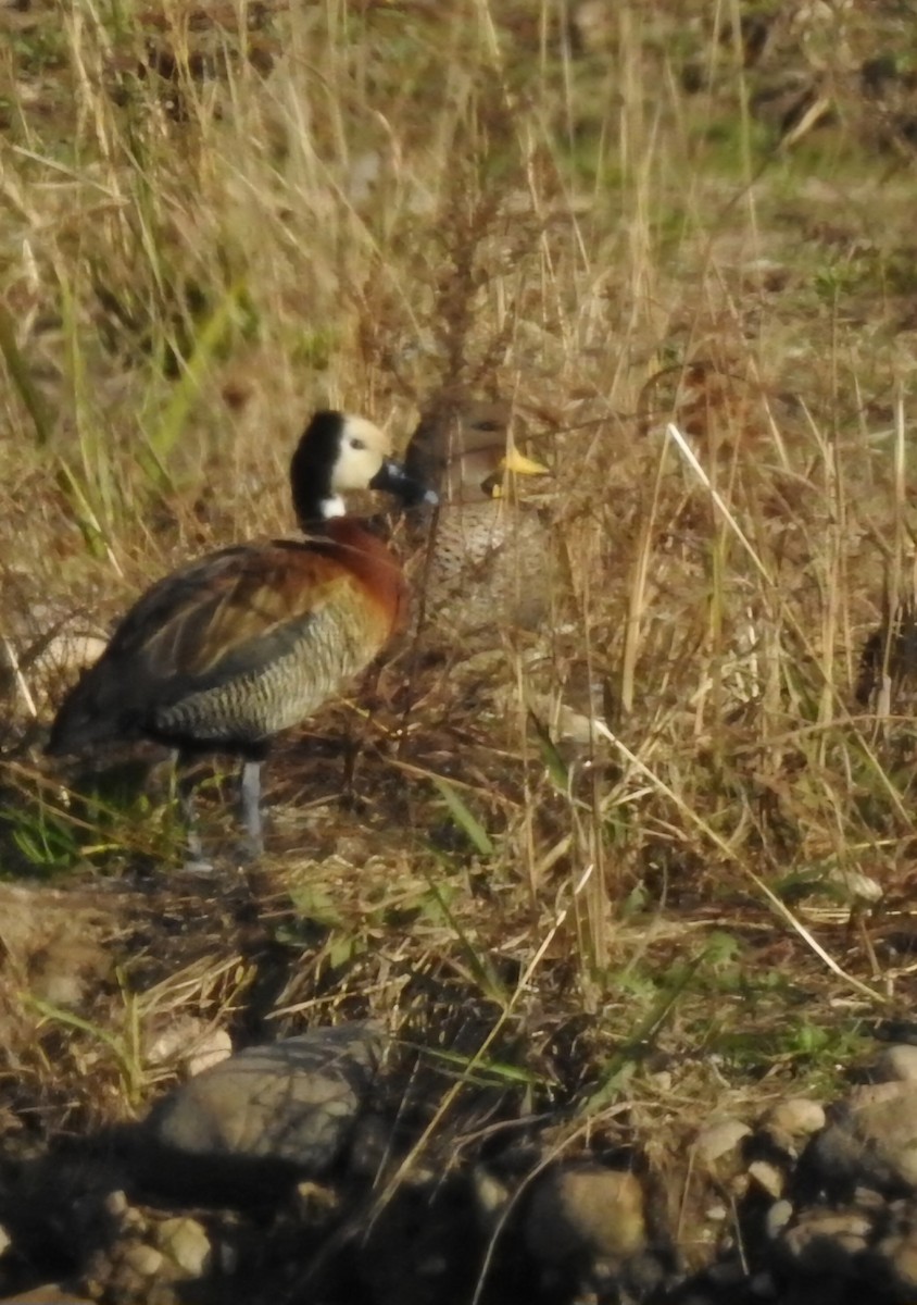 White-faced Whistling-Duck - ML620744876