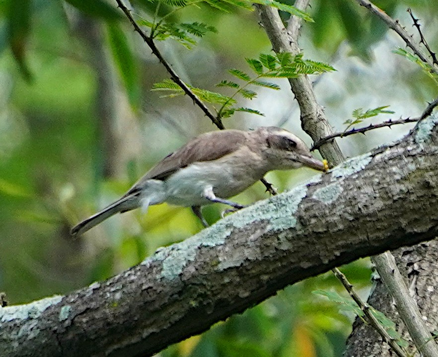 Common Woodshrike - ML620744878