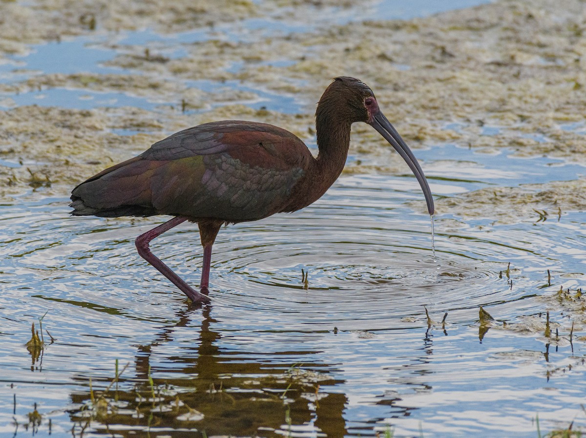 White-faced Ibis - ML620744879