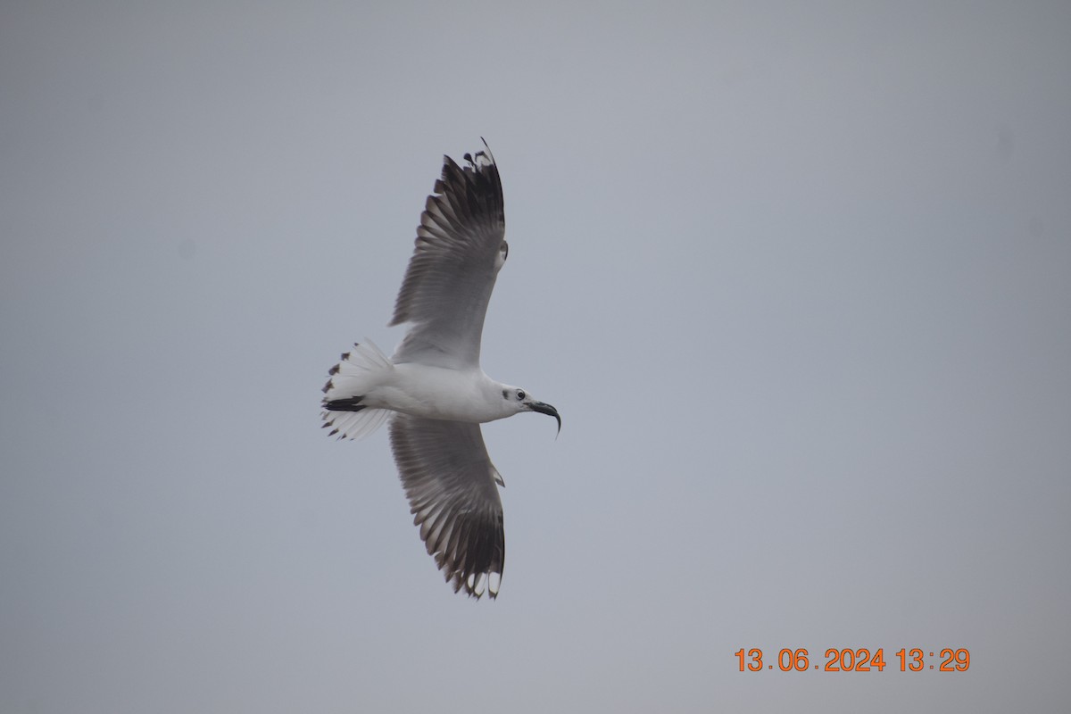 Andean Gull - ML620744880