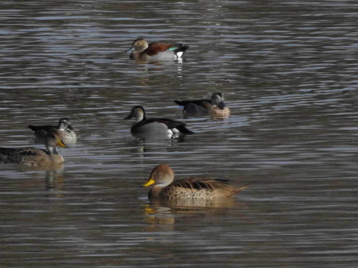 Ringed Teal - ML620744881