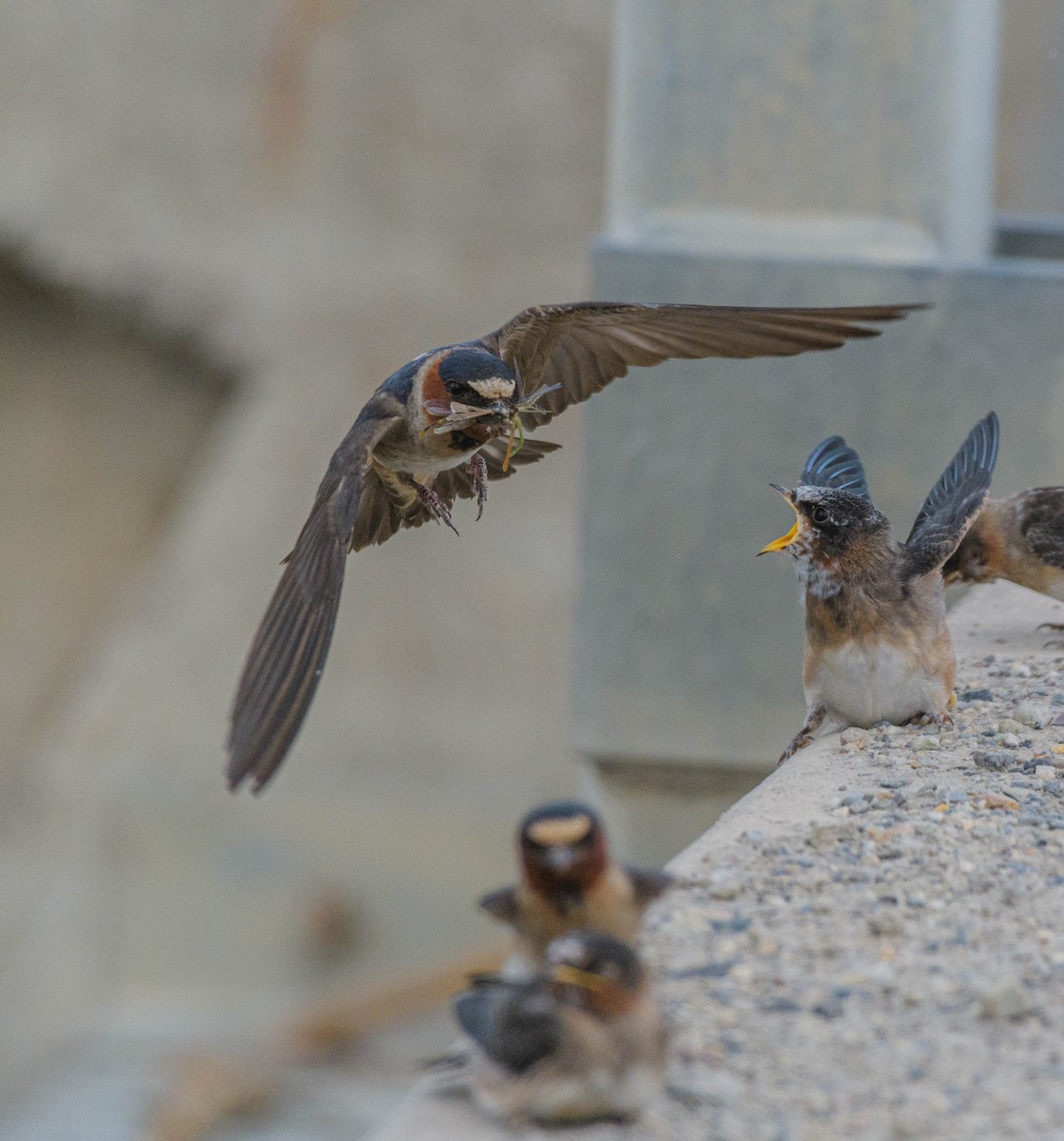 Bank Swallow - ML620744884