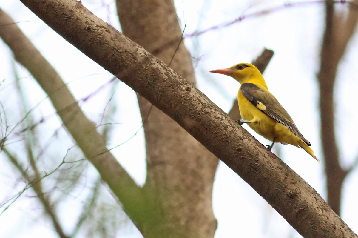 Indian Golden Oriole - PANKAJ GUPTA