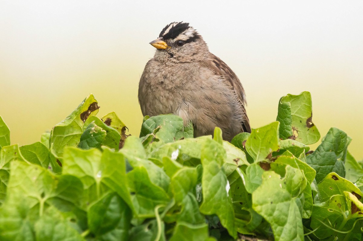 White-crowned Sparrow - John Scharpen