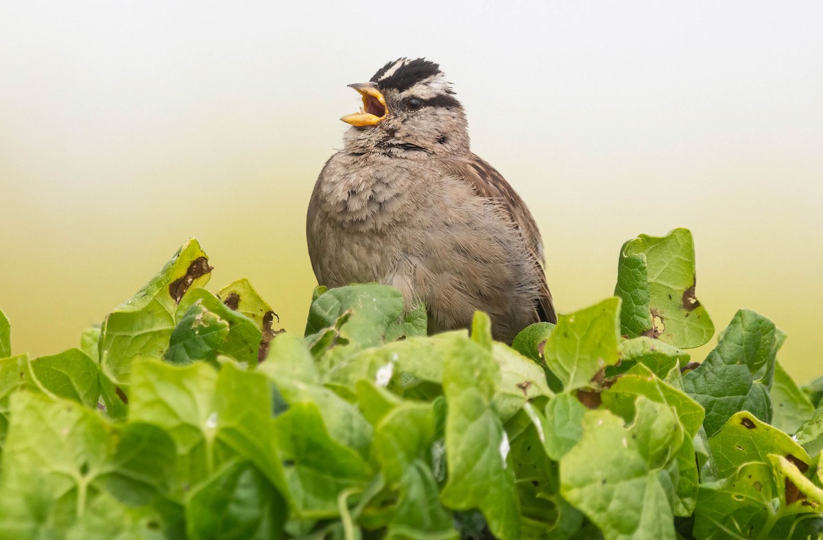 White-crowned Sparrow - ML620744888