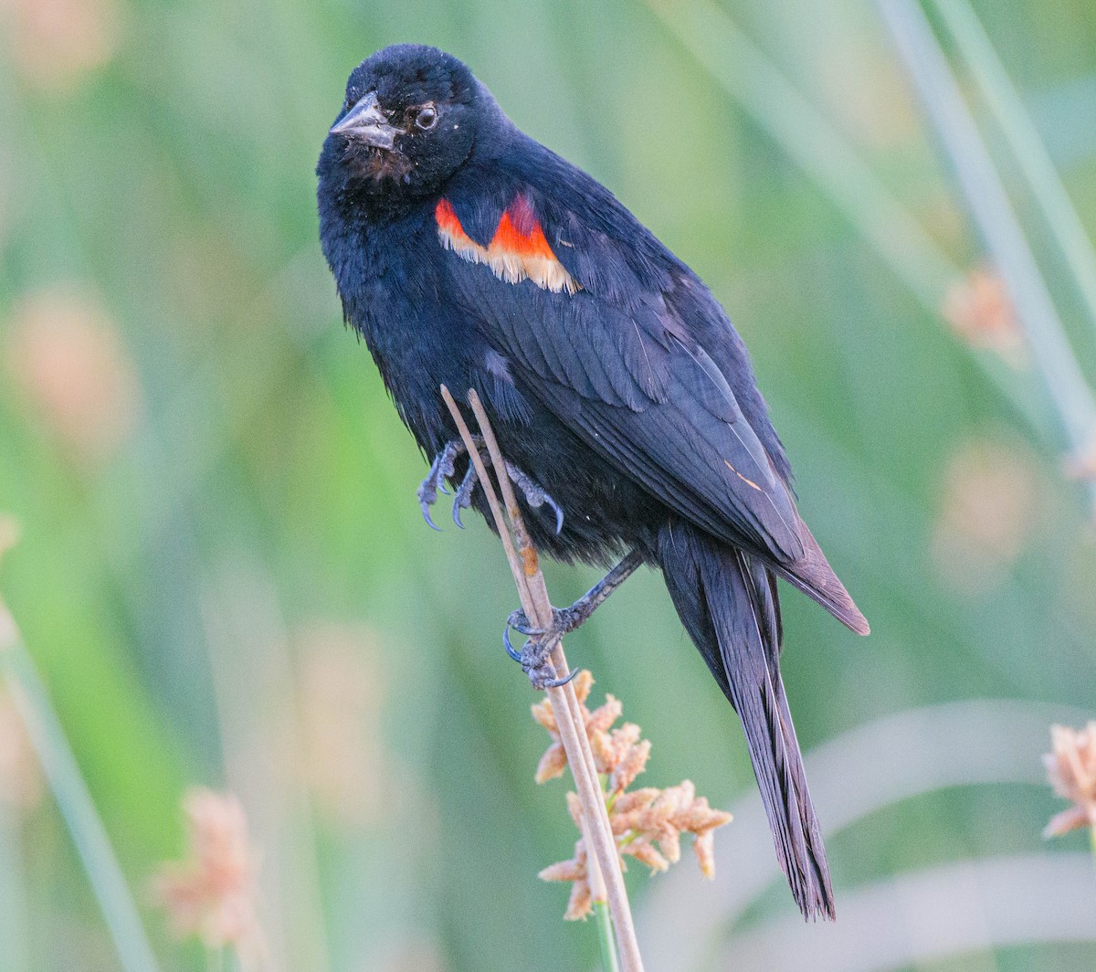 Red-winged Blackbird - ML620744889