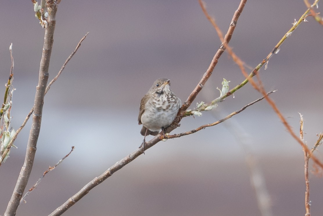 Gray-cheeked Thrush - Mason Flint