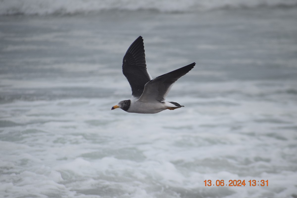 Belcher's Gull - ML620744897