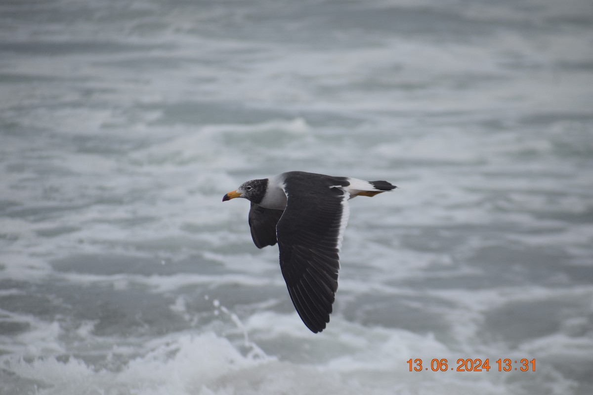 Belcher's Gull - ML620744898