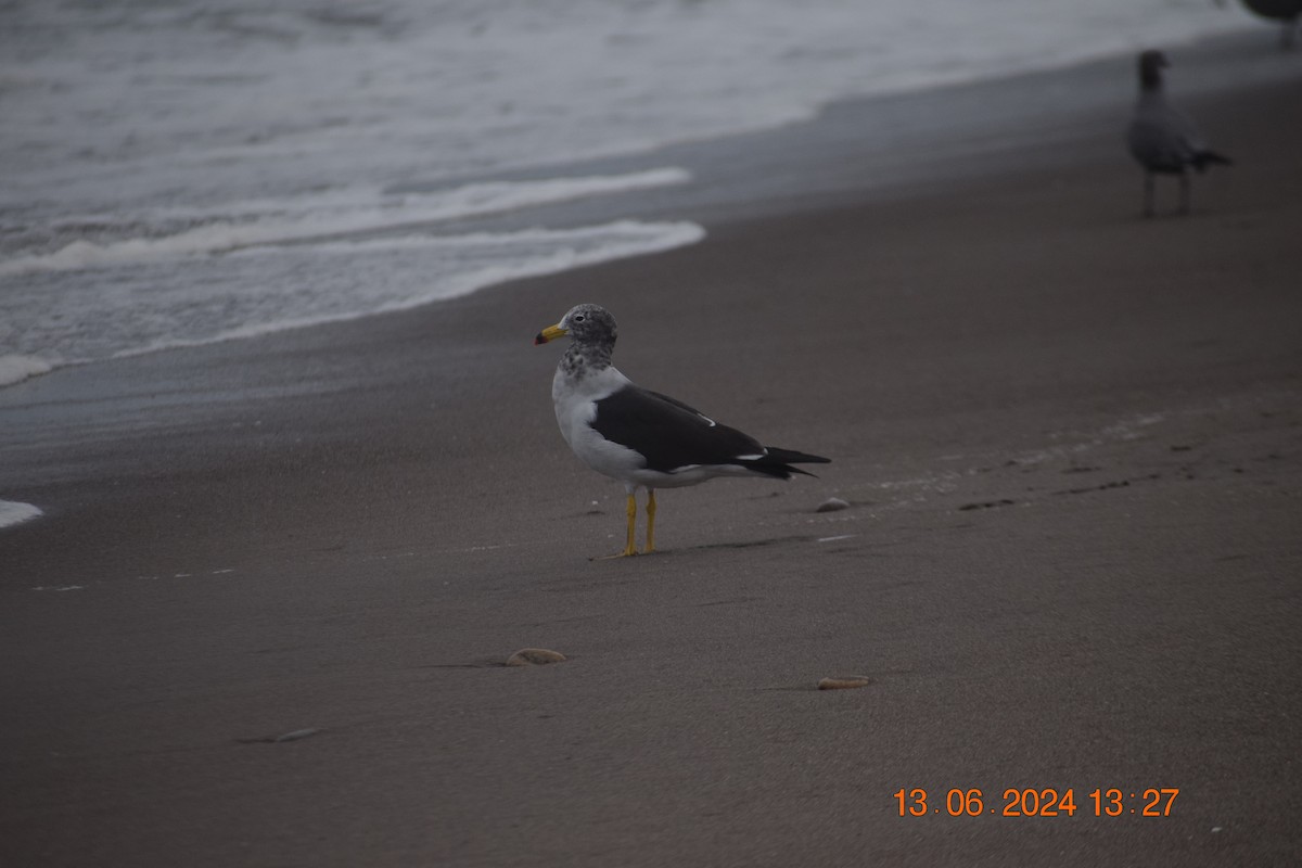 Belcher's Gull - ML620744899