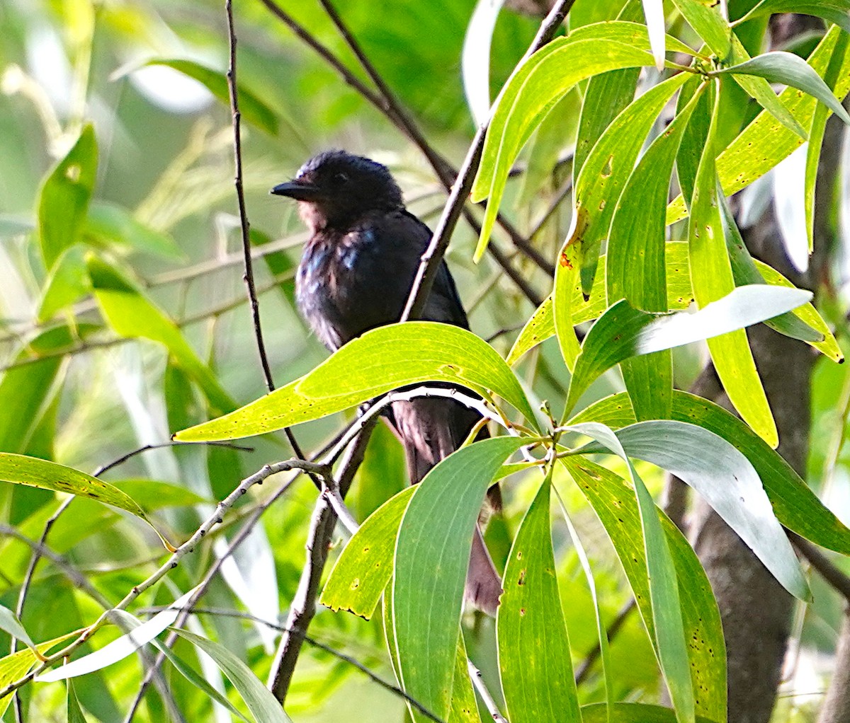 Drongo Bronceado - ML620744901