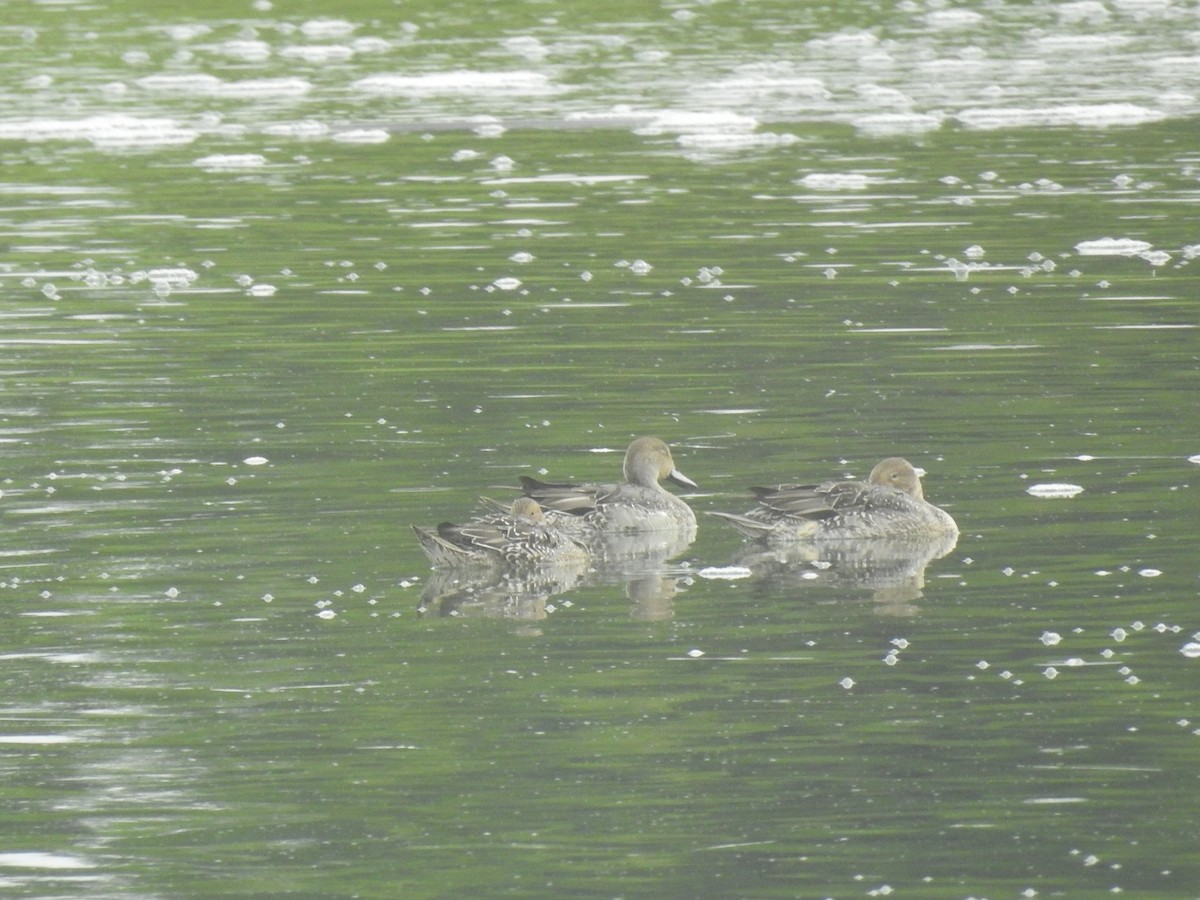 Northern Pintail - Eric Mozas Casamayor