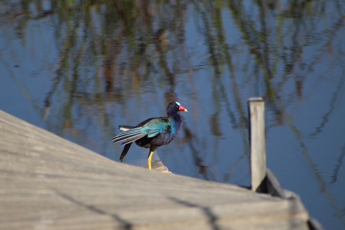 Purple Gallinule - ML620744908