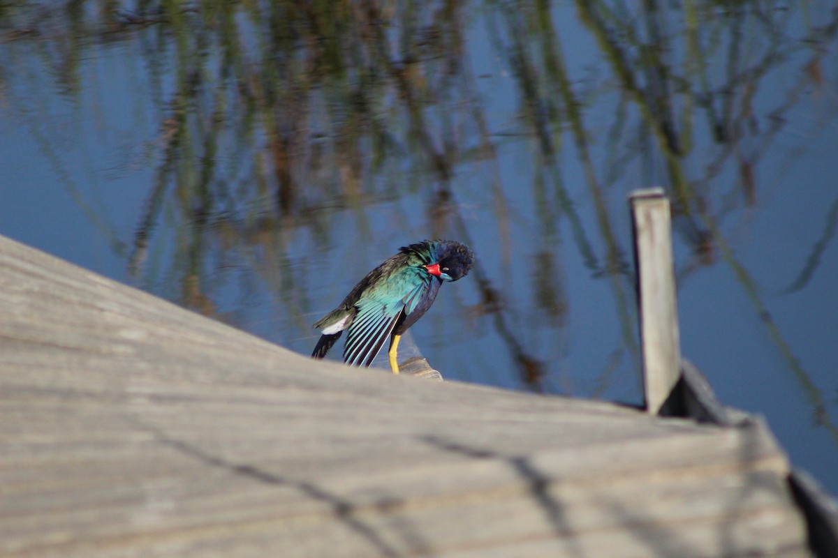 Purple Gallinule - ML620744910