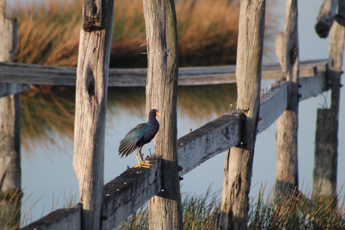 Purple Gallinule - ML620744911