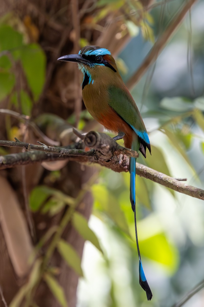 Turquoise-browed Motmot - ML620744912