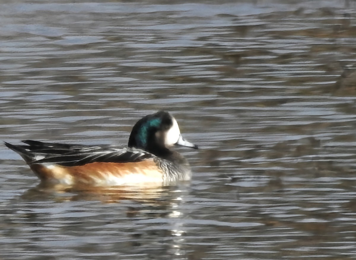 Chiloe Wigeon - ML620744918